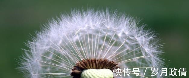 蒲公英水|蒲公英和它天生一对，喝一段时间后，肝脏或干净了，肾气也补满了