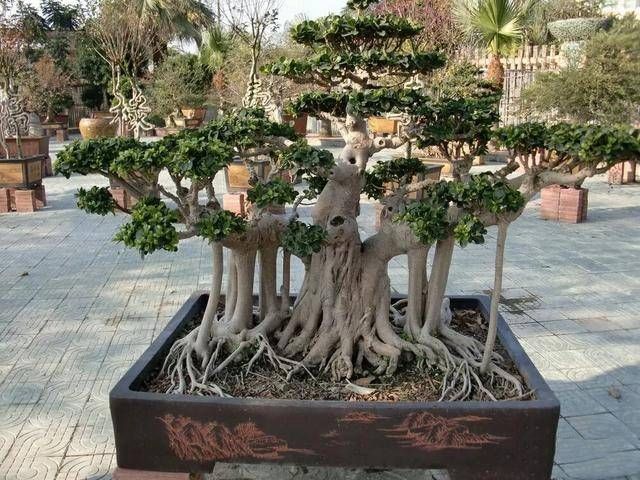 常用|榕树盆景怎么养到根冒枝壮造型美,盆景大咖常用的3种方法