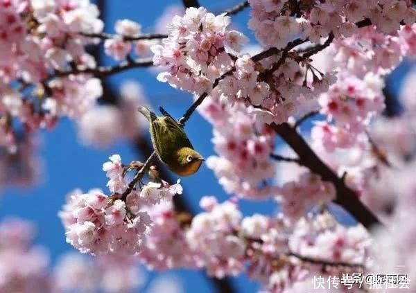 院子里种树有大讲究,这些树寓意好,可提升庭院灵气