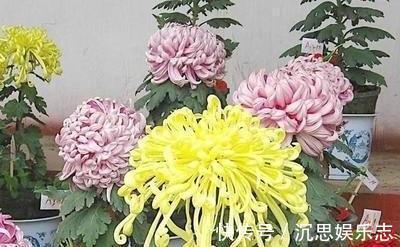 扦插|扦插“菊花”很简单，一点水泡一泡，10天大生根，飒飒秋风开满院