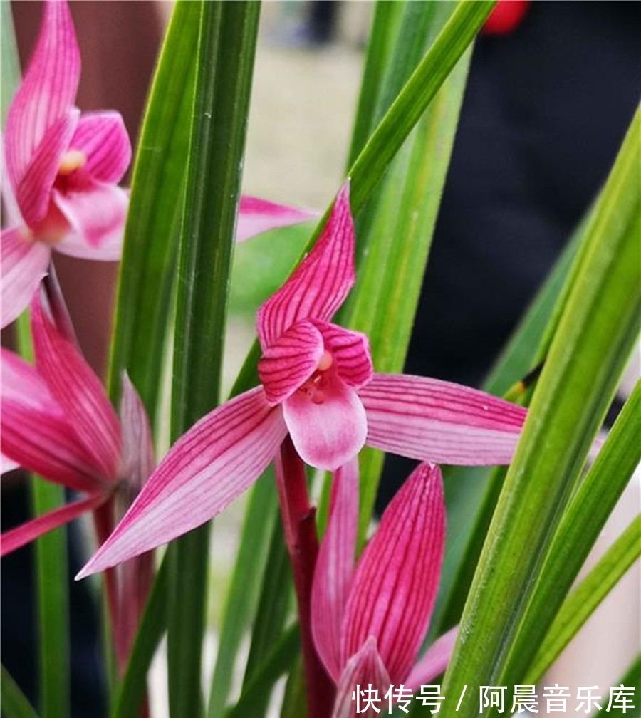 曾经的国兰第一“红素”,现跌落神坛,品相完美,养过的都是牛人