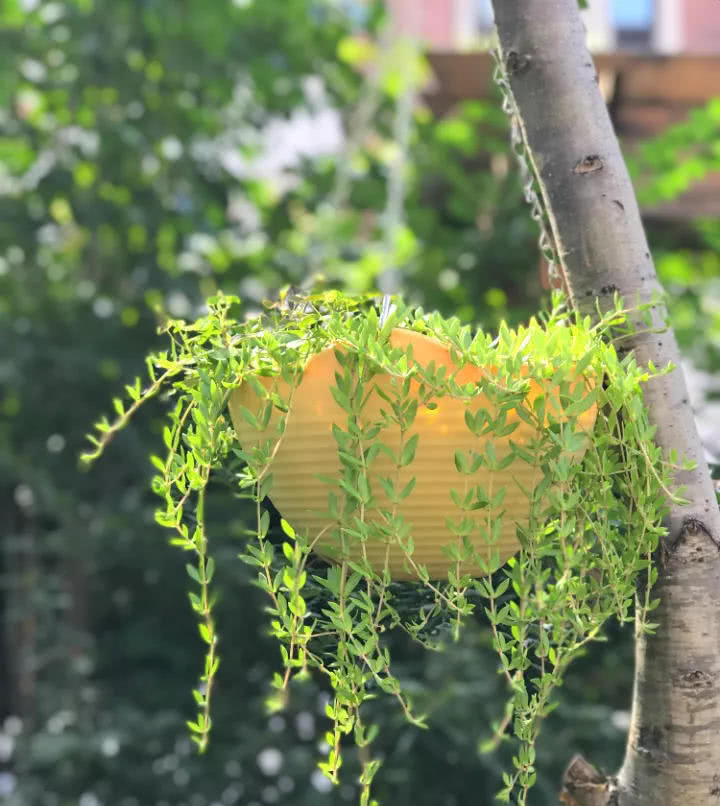 穷养|这6种花就要穷养,不花钱不用管,个个肥得流油