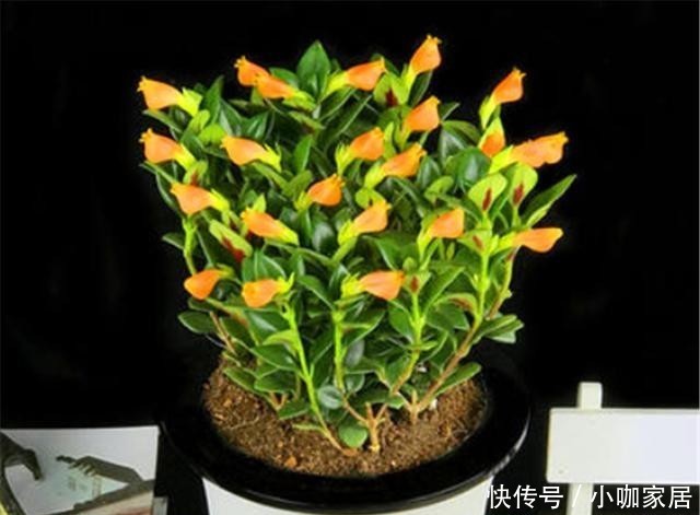 牢记|冬天养金鱼吊兰,“3喜1怕”要牢记,学会了叶子翠绿花满枝头