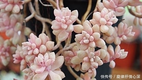 一种心情|好看又好养关键还便宜,一不小心就爆盆的多肉,新手入坑必选