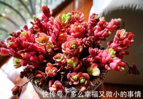 颜值|4种清新喜人的多肉植物,颜值高好养护,适合女生养!