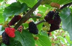 错过|冬季养生最适合养肝,3种食物一不能少,错过又要等一年