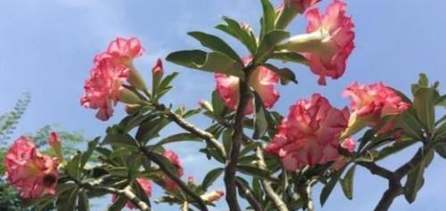  落叶现象|沙漠玫瑰开完花，叶子发黄还掉落？两个行为，叶不黄，花开量大