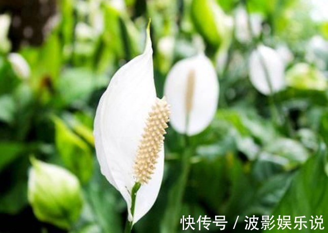 3种“富贵花”,开花吉祥富贵,旺运招财,新的一年好兆头!