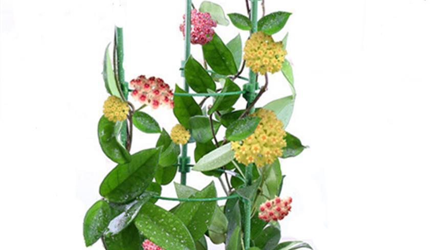 三种花比杜鹃好看,比绿萝好养,比桂花还香,谁见了不心动