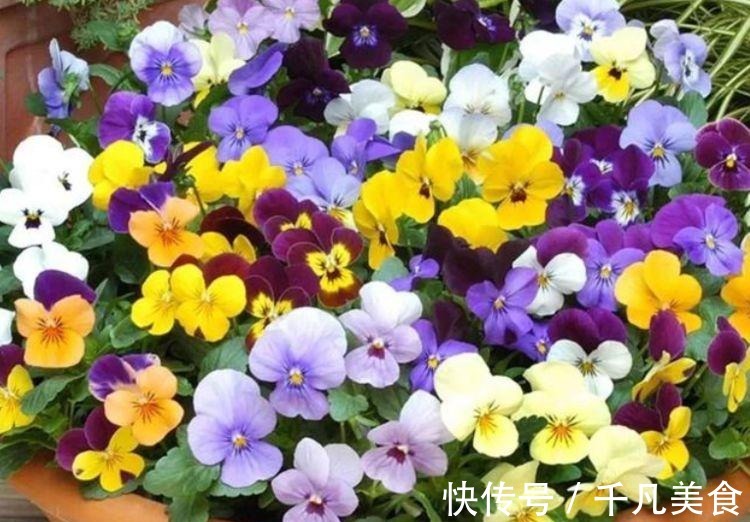 家中必养“4种花”,好养漂亮花期长,开花一簇簇,开成百花园!