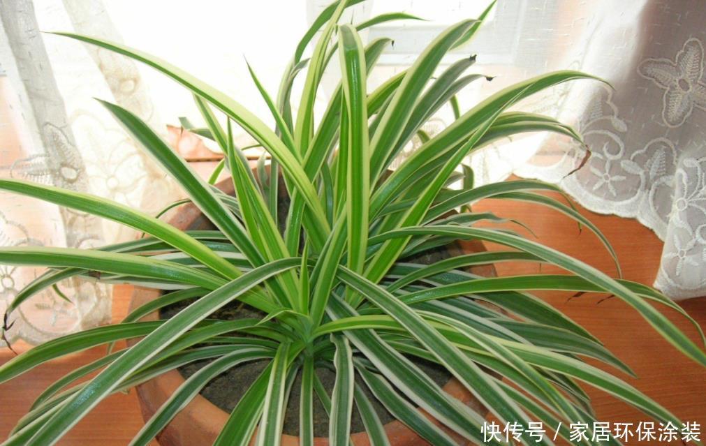 光合作用|天热养金边吊兰,盆栽牢记4点,叶子纹路清晰,小白花开不停