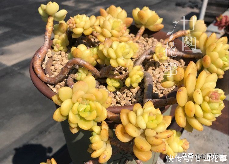 香味|9种多肉颜值高,还自带香味,可谓色香俱全