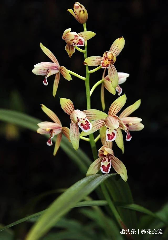 兰花五大家,春兰、蕙兰、建兰、墨兰和寒兰咋养,养护指南看这里