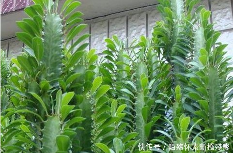 光照|龙骨还能开花养护注意这些要点,开花惊奇美艳,花团锦簇,超美