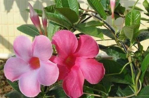 百合花开|最“贱”的4种花，开花美还好活，365天开花不断，美丽而喜庆