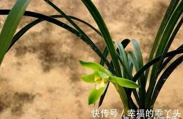 怎样养春兰蕙兰,才能开花香、花期更长?低温作用不可忽视