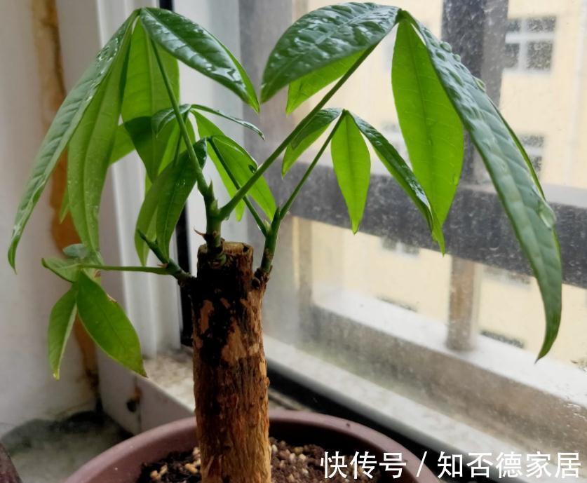 繁茂|室内盆栽种树选这3样,枝叶繁茂,四季常青,寓意好