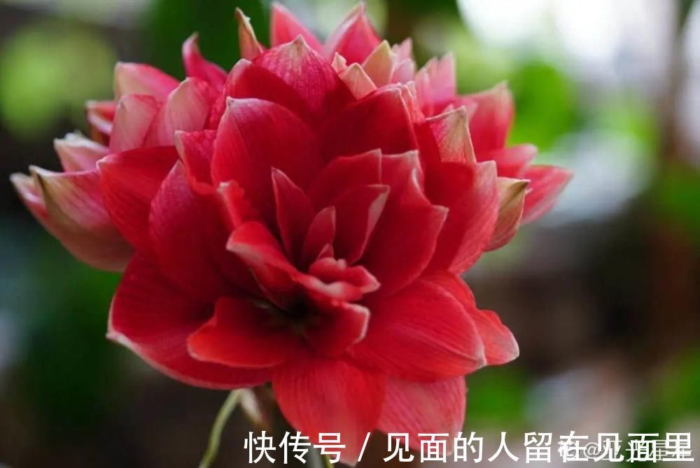 土朱|朱顶红埋土里，如何能年年开花，球变大、变多？
