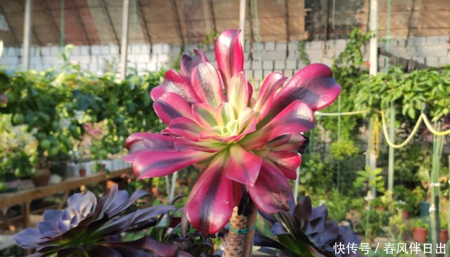 法师要开花别修剪,这不一定是“坏事”,不管不顾才能变“好事”