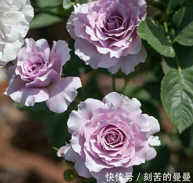 这些九月容易“饿”的花,多晒太阳,施对肥,开出碗大的花