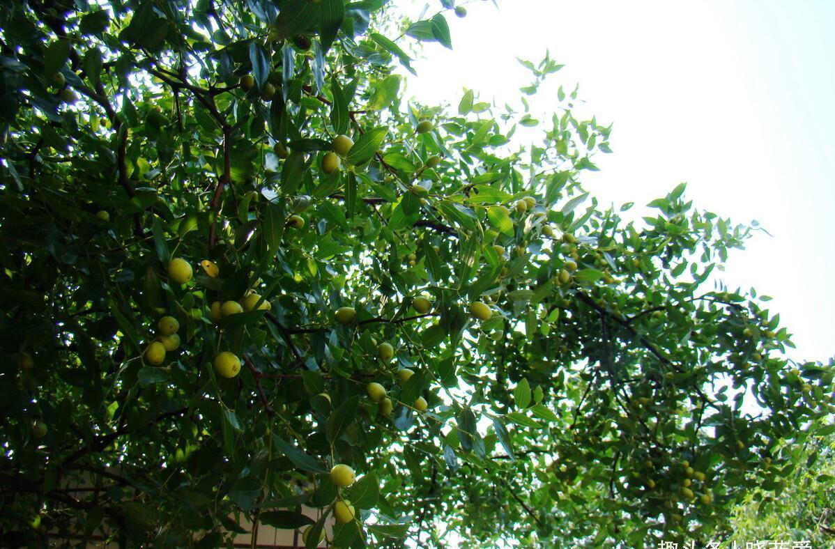 佛手|院子里适合种7种“镇宅树”,随便种一棵,“旺财添福”更旺家