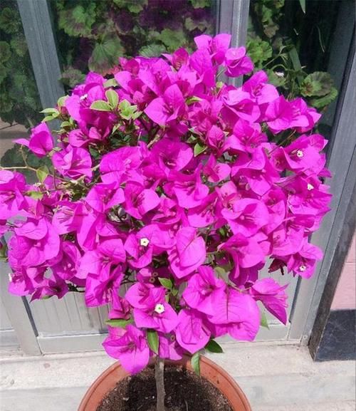 3月了，给“三角梅”剪几刀，现在狠心剪，4月开花爆