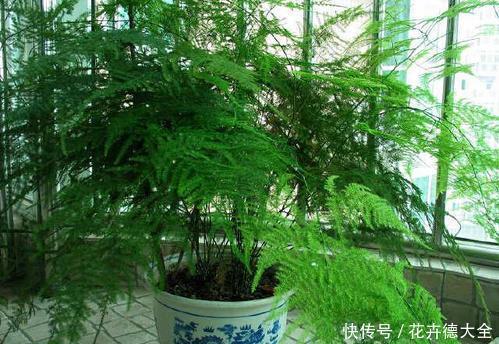 6种喜阴花,家里采光不好,照样生长茁壮,枝叶茂盛,长满盆!