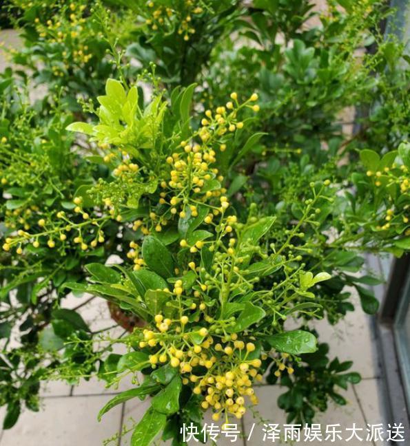 花苞|想让米兰长势旺,开花多,香味足,浇点“酸水”很关键