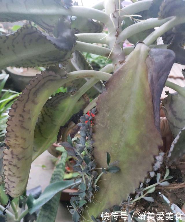 这5种花叶子落地便生根，趁现在抓紧繁殖，一个月长成小盆栽