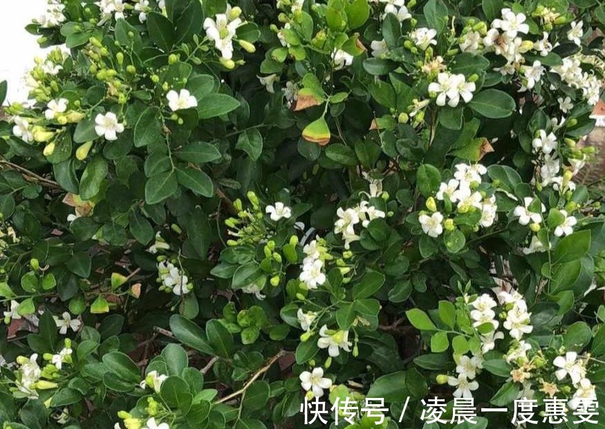 花友|种在阳台的九里香,既能净化空气环境,又能满屋飘香