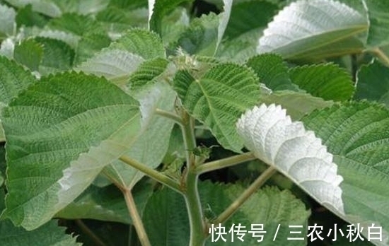 全身|农村全身是“宝”的野草,曾经被用来喂猪,殊不知价值珍贵用途多