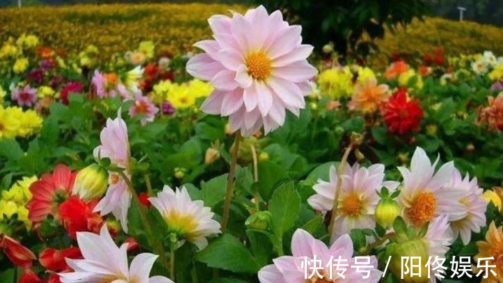 三角梅|家里就养5种花,耐旱又耐晒,开花红红火火,旺财又旺运!