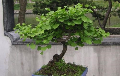 3种漂亮盆景,2年长成老桩,高端大气上档次,是家庭盆栽佳品