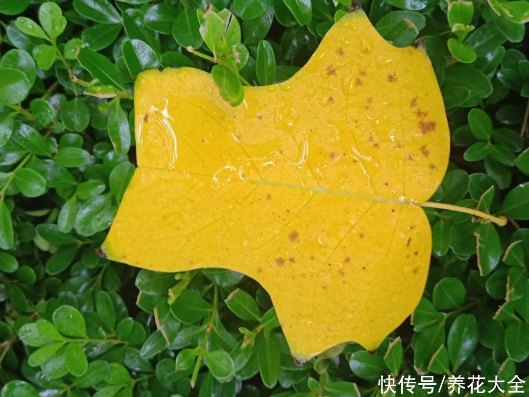 野花|稀奇的野花不要碰，保护都来不及，采了要出大问题