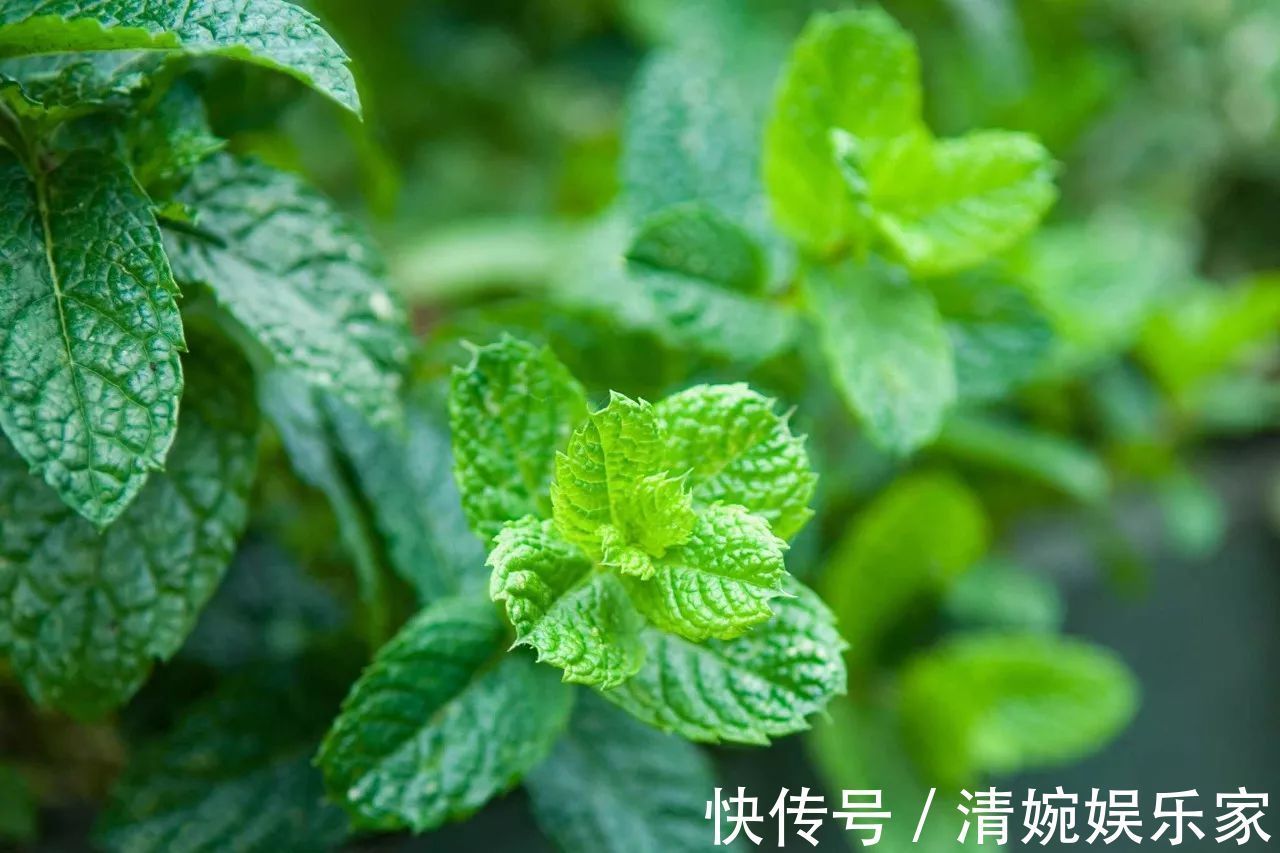 本草纲目|一片薄荷9味药！薄荷的9大顶级妙用，9种不同功效，让你受用一生