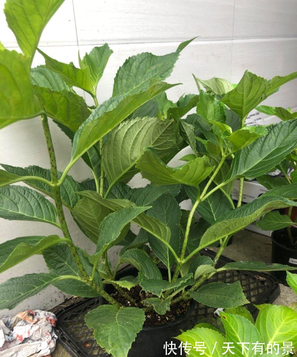 绣球花|秋天刚好可以扦插绣球花,记住两个技巧,存活很多棵,明年就有花