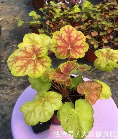 养上3种“不怕冻”的花,冬天“下雪”会更美!