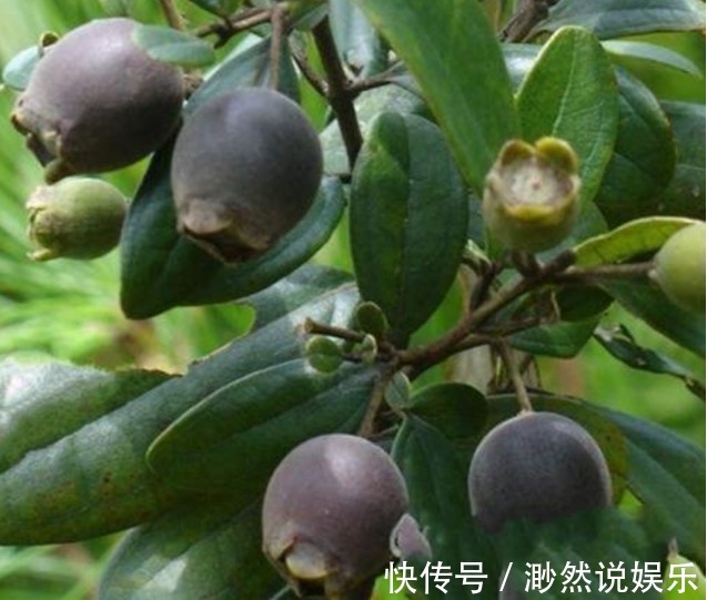 高产|助阳补阴，明目壮肾的乌饭子，农民掌握种植要点，收获高产乌饭子