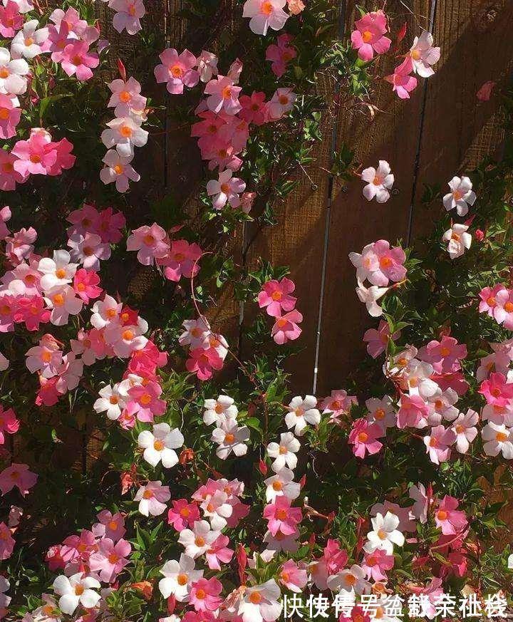 花量|9种漂亮花,热不死晒不怕,开花大半年,没有病虫害,38度成花海