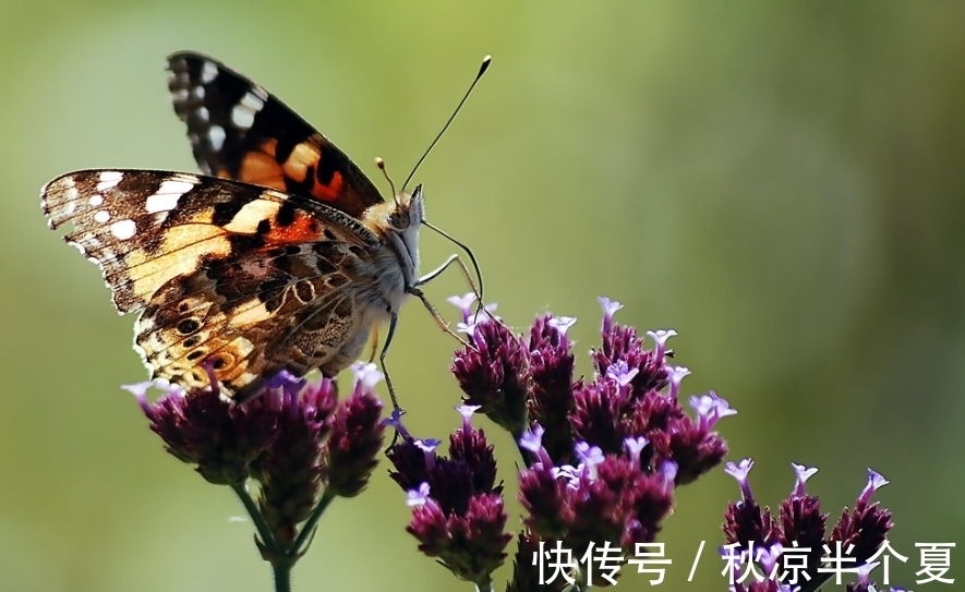 生肖|11月财神撑腰，心想事成，旺到不能再旺的生肖，数钱数到手抽筋