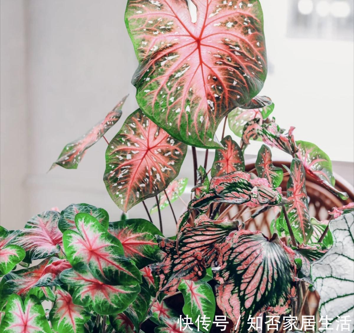 发财树|9种盆栽“耐阴王”,不见太阳也长得旺,养在家里超有范