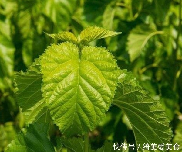 一“叶”治百病,用桑叶泡水喝,不仅降血糖,更有3大好处等着你