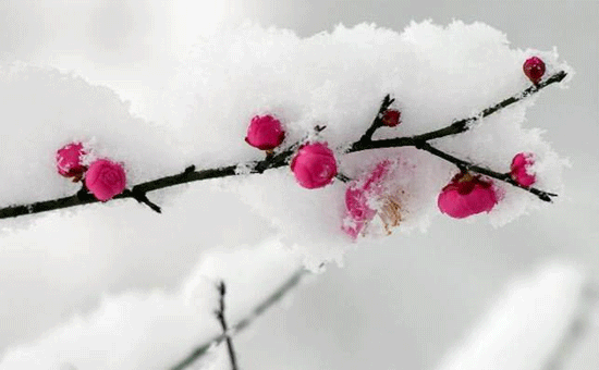 齐己#云无空碧在,天静月华流——齐己的诗写得格调清雅,耐人寻味