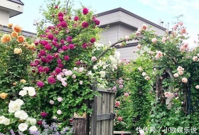 这几种花观赏性强爱开花，花期长花量大，养在家里赏花好