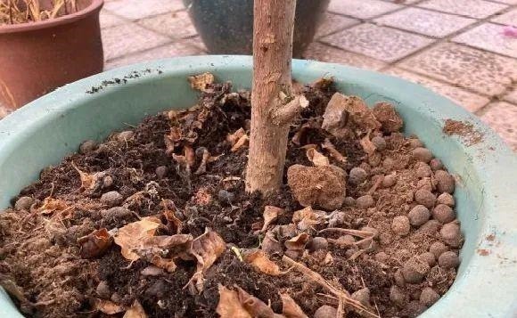 长寿花换盆,切忌越换越大,一直用小盆养才好!