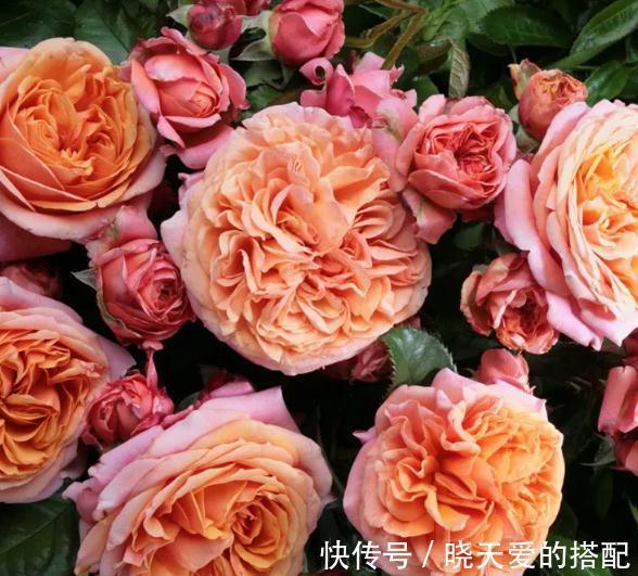 宣传图|为什么我辛辛苦苦种出来的月季，开花和宣传图不一样呢