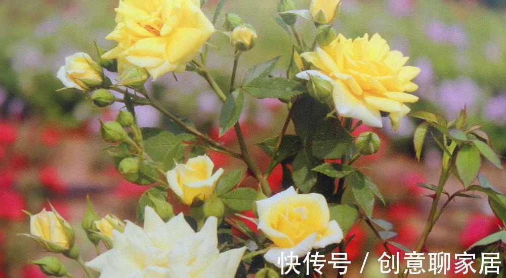 钻石|这一类月季被称为钻石月季，花色绮丽动人，最适合盆栽家养