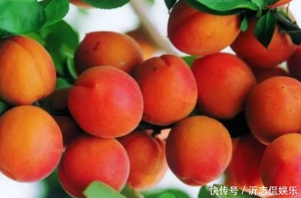 樹體|杏光澤肌膚、養(yǎng)顏美容，農(nóng)民種植掌握病害防治，收獲高產(chǎn)優(yōu)質(zhì)杏子