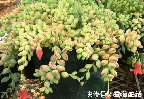 玉露|北阳台也能养殖的多肉植物，皮实耐阴颜值高，你值得拥有