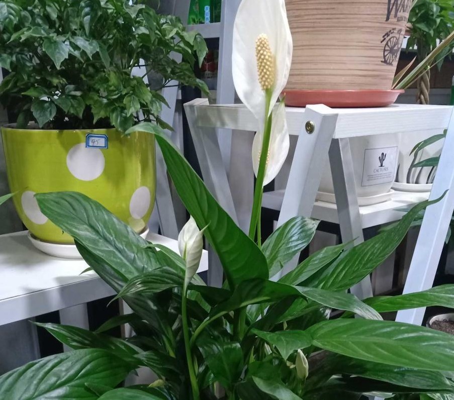 叶子|靠养花愉悦自己，盆栽这3款试试，寓意好，漂亮又实用